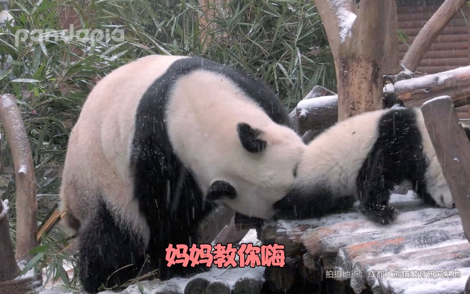 [图]《厉害了，我的熊猫》第40期 滚滚雪地大狂欢