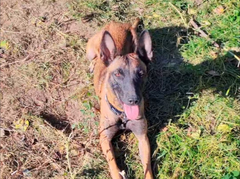 摄影师拍摄马犬视频教程，技巧大全
