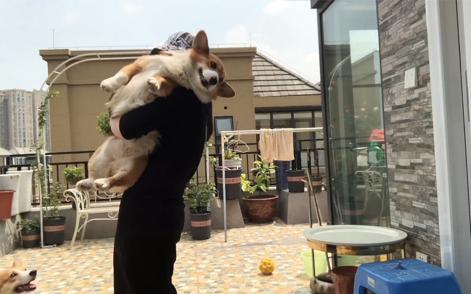 up主徒手抱柯基抱弟弟胳膊差点废掉柯基兄弟