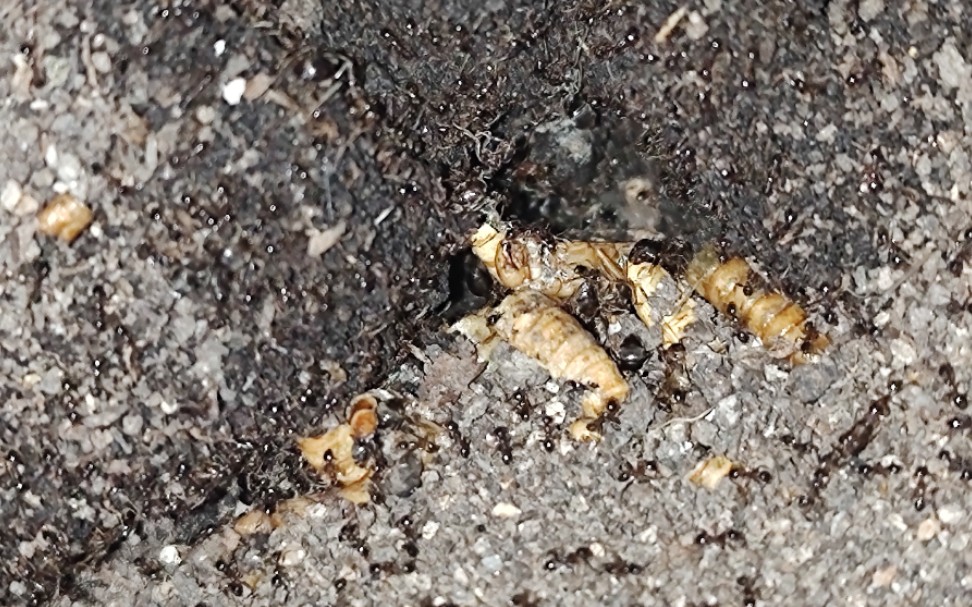 玉米毛蚁联合遮盖毛蚁阻击广大头蚁