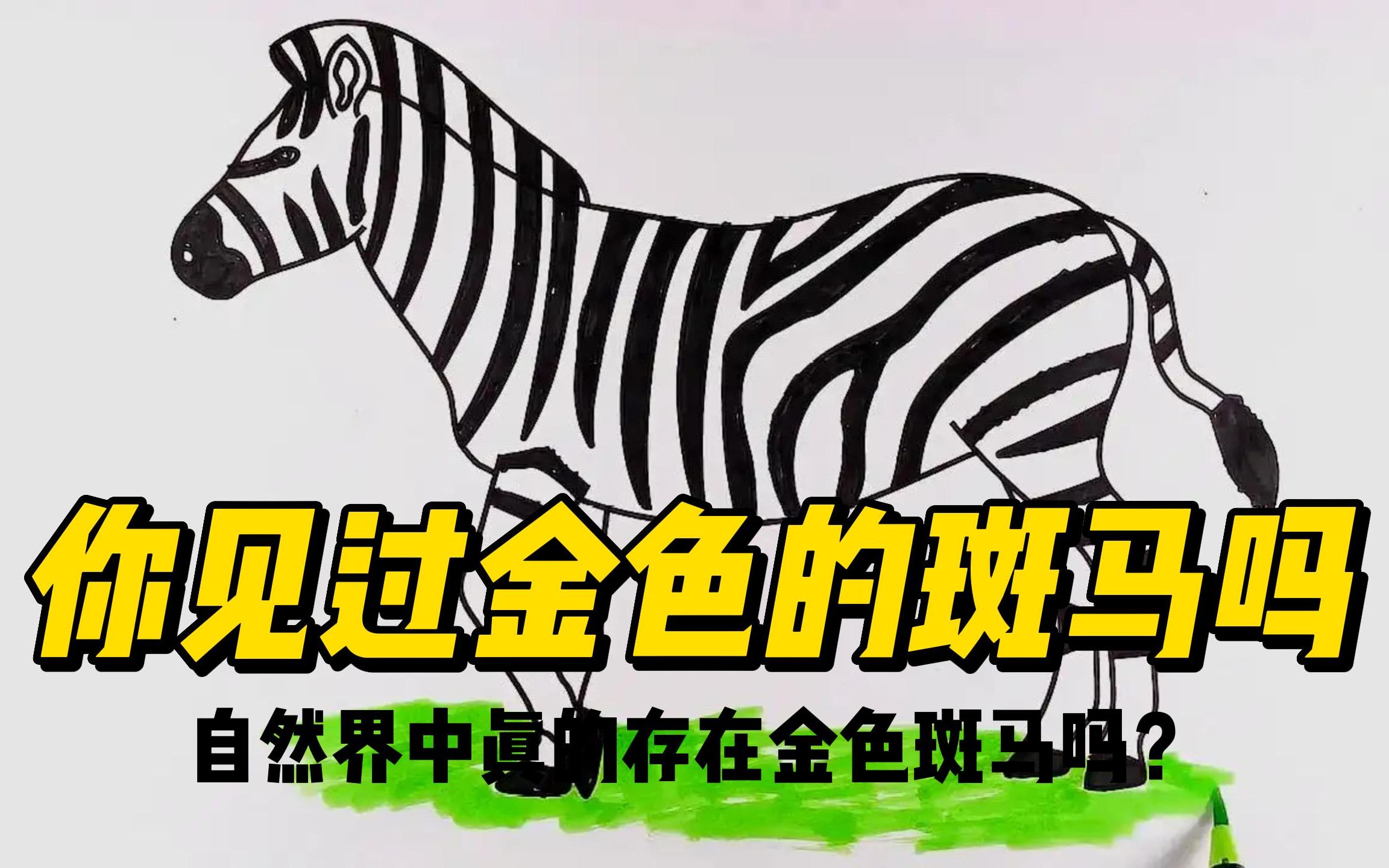 自然界中真的存在金色斑马吗?_哔哩哔哩_bilibili