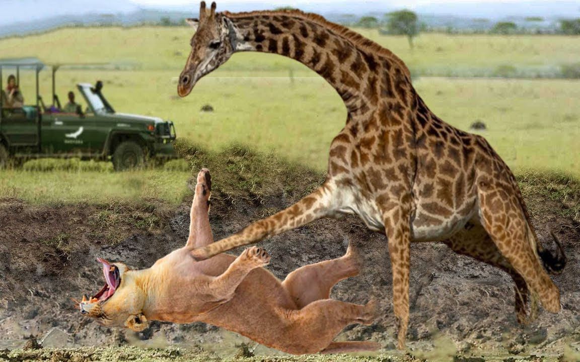 狮子伏击攻击长颈鹿,长颈鹿一脚踢向狮子,狮子重伤
