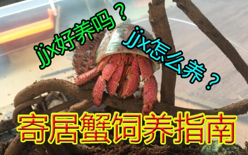 想要养一只可爱的寄居蟹吗?本期视频教你养!哔哩哔哩bilibili