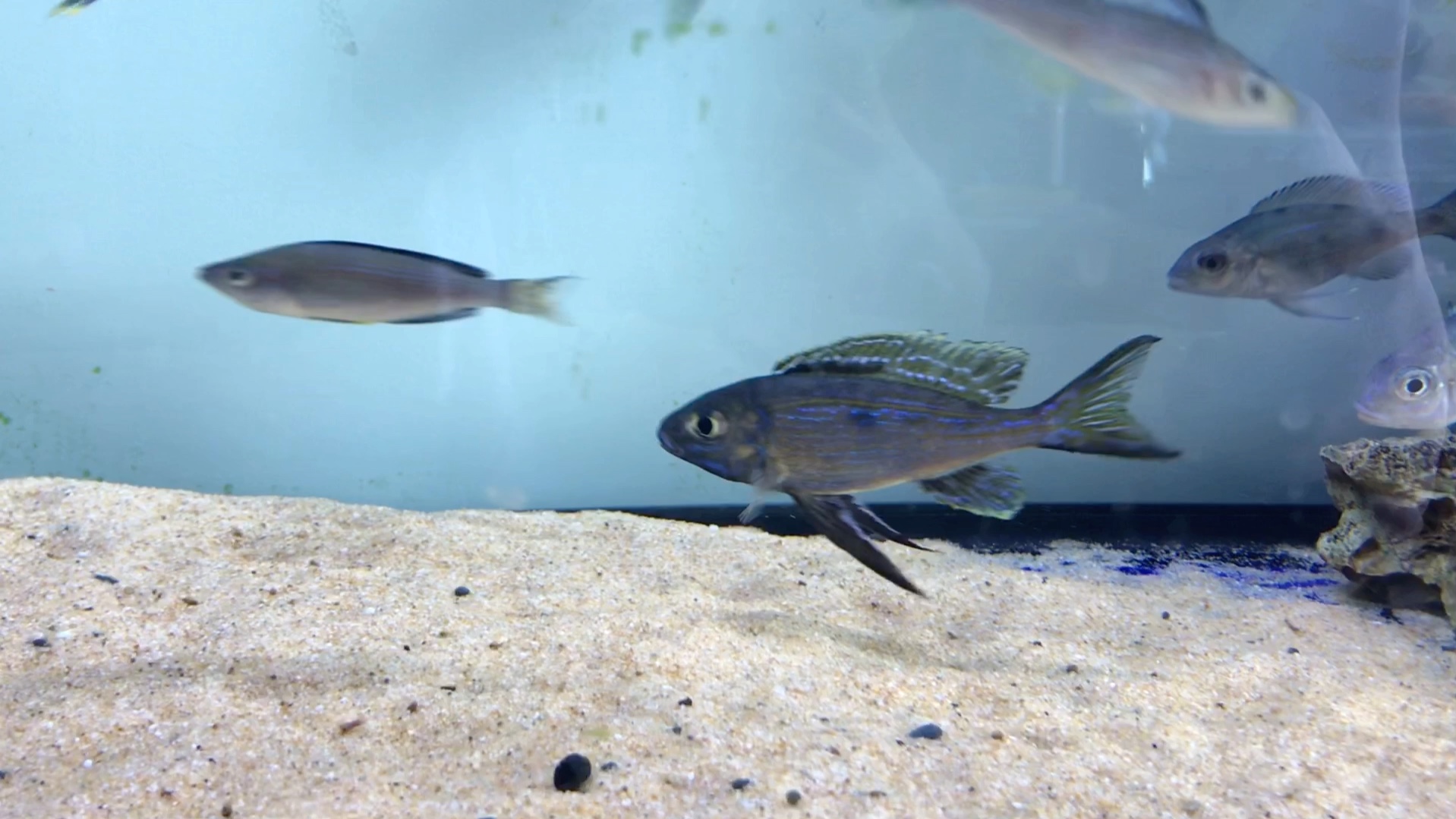 坦湖慈鲷-鲁滋巴蓝波_哔哩哔哩_bilibili