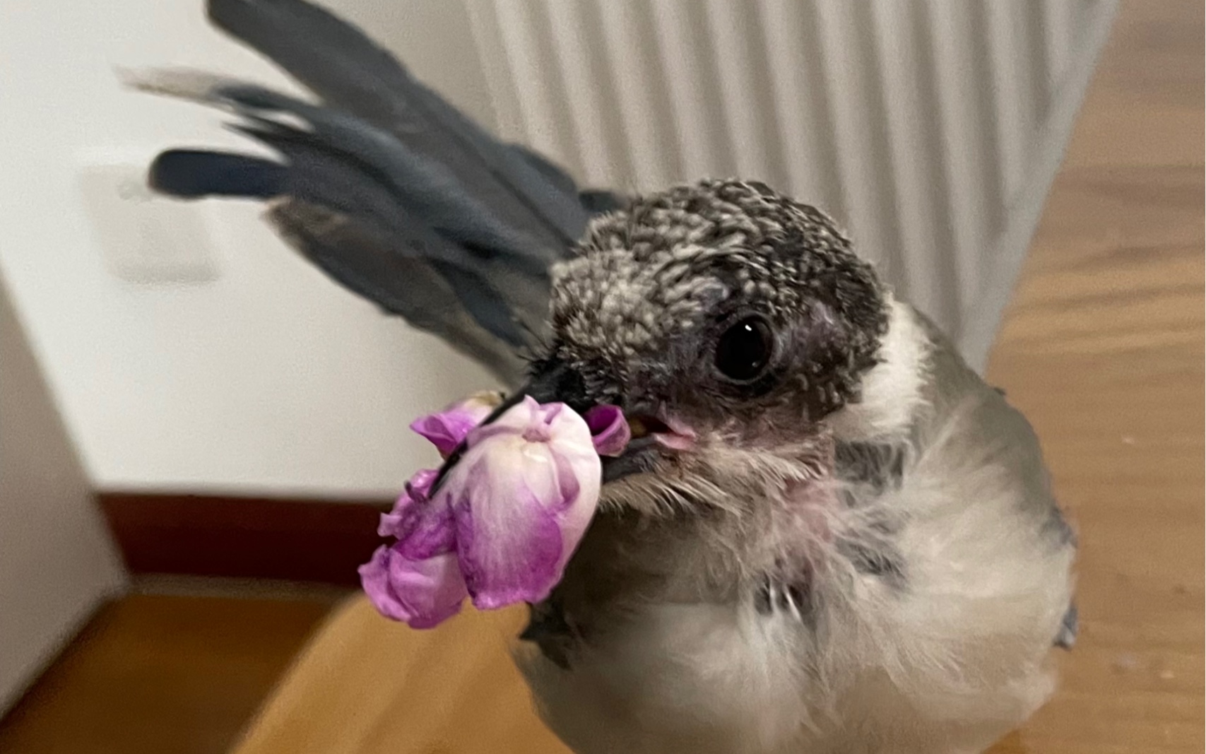 好吧,你现在翅膀硬了,开始拆家了