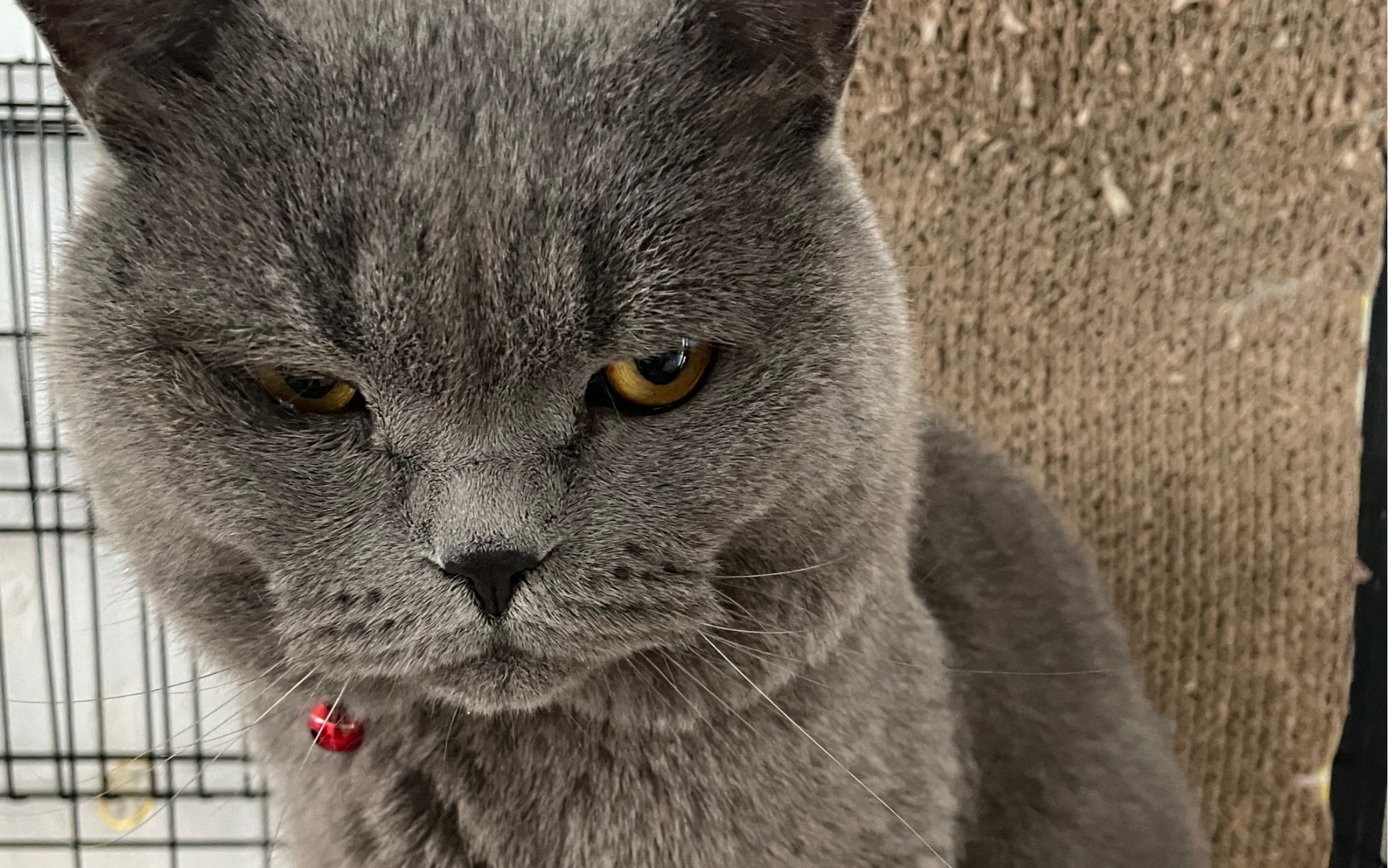 生气的蓝猫让撸吗