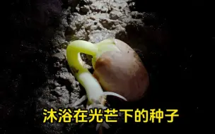 下载视频: 沐浴在阳光光芒下的种子，植物发芽生长过程