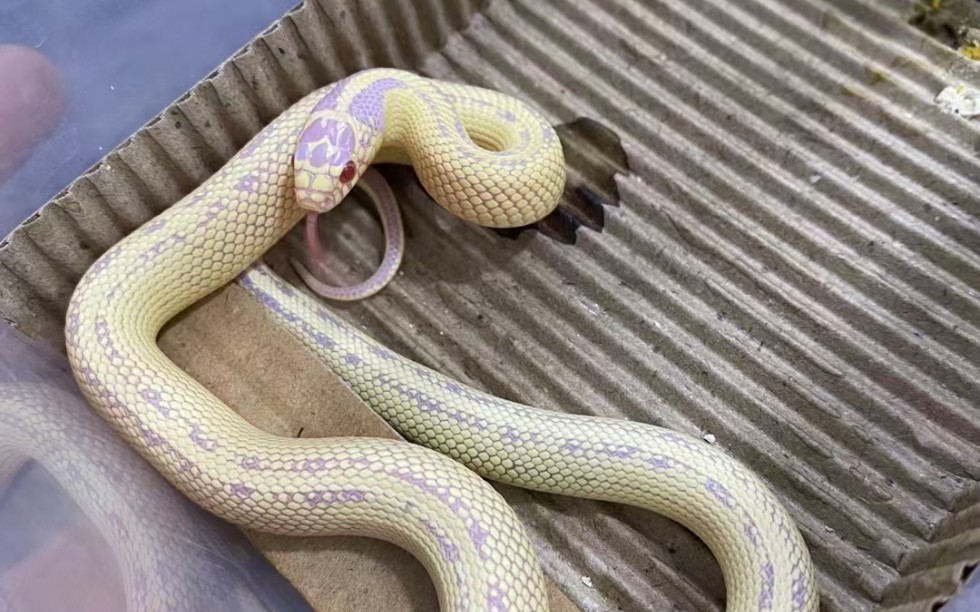 白化香蕉王蛇宠物蛇吃食视频_哔哩哔哩_bilibili