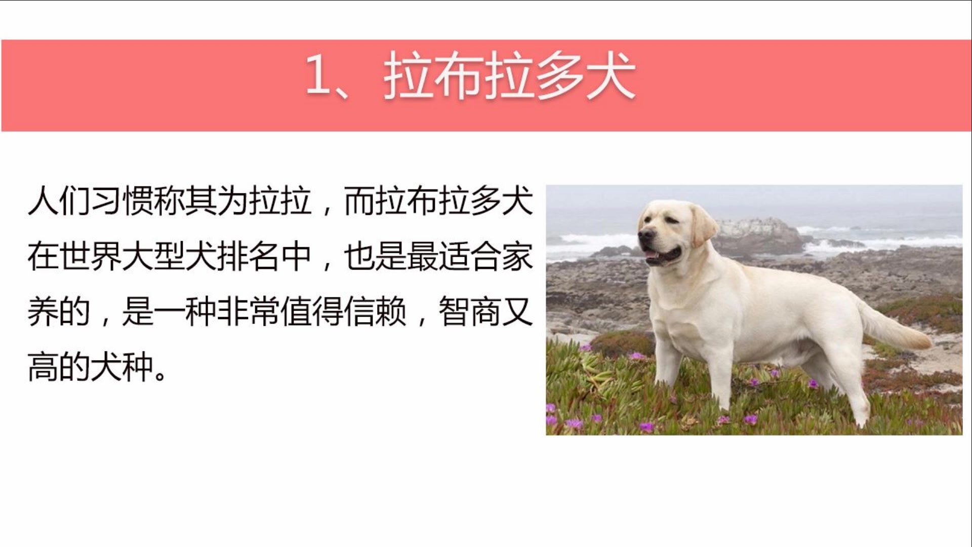 大型犬有哪些,适合家养的7种大型犬,第二名你一定想不到哔哩哔哩bilibili