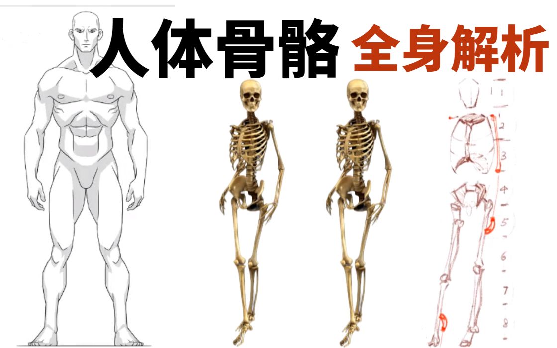 [图]【新手入坑必看】人体骨骼解剖全身从头到尾。