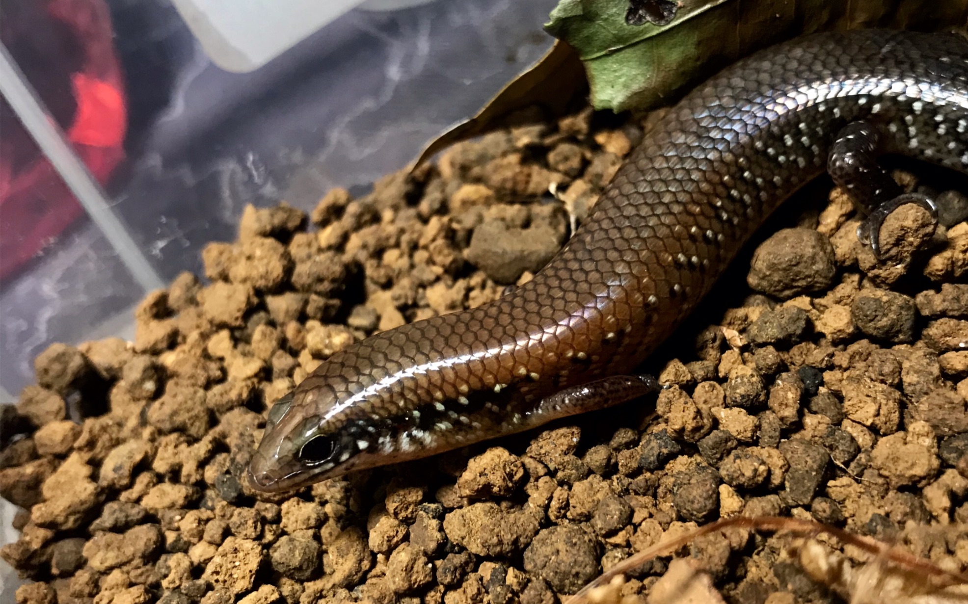 【猪鲨/喂食】光蜥吔樱桃蟑螂