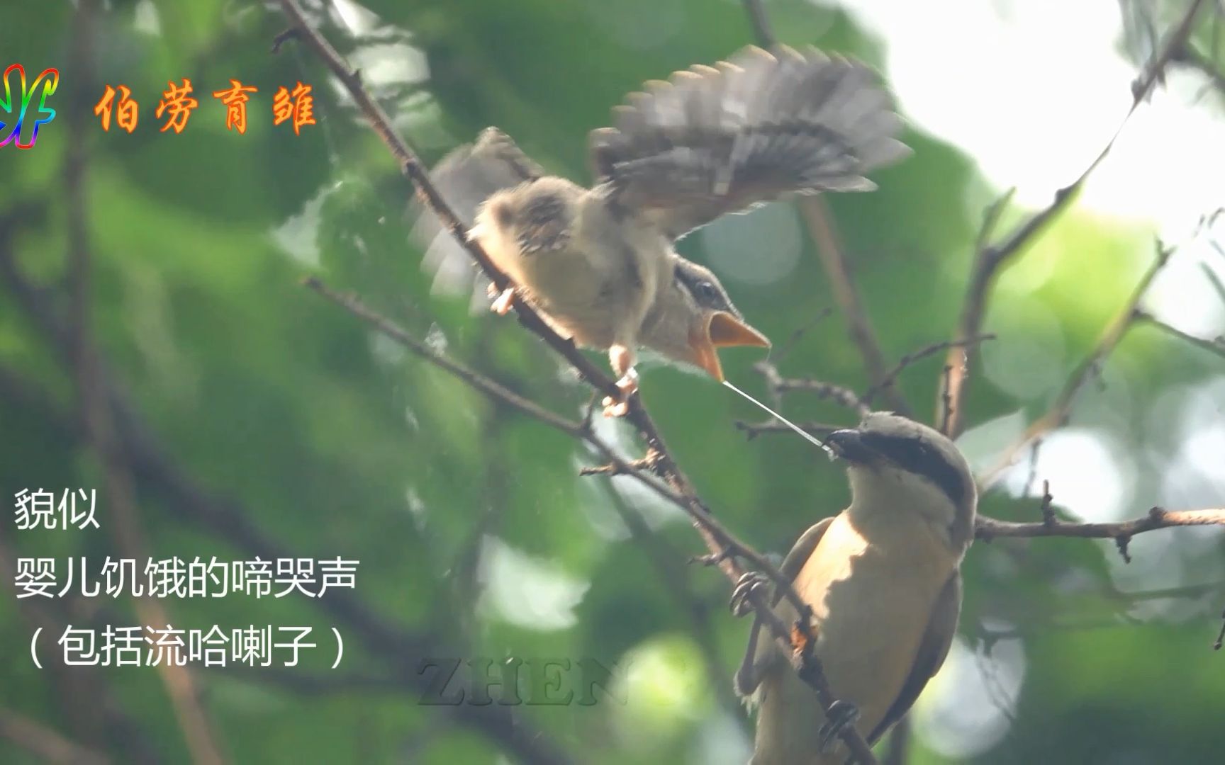 [图]读懂鸟语：伯劳育雏-雏鸟的鸟语解析