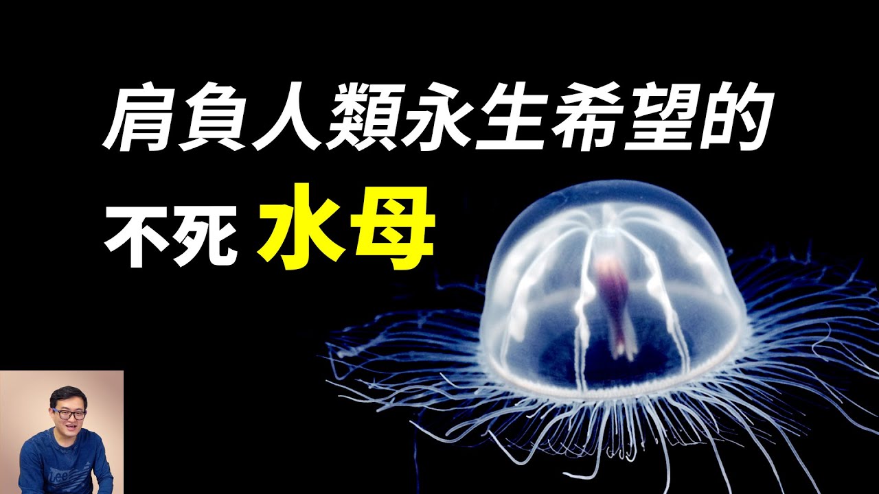 世界上唯一能逆生长的动物,竟然是大家熟悉的水母!它能让人类实现永生吗?【老肉杂谈】哔哩哔哩bilibili