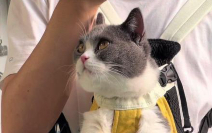 出门遛猫或者剪指甲洗耳朵,这个猫包太合适了哔哩哔哩bilibili