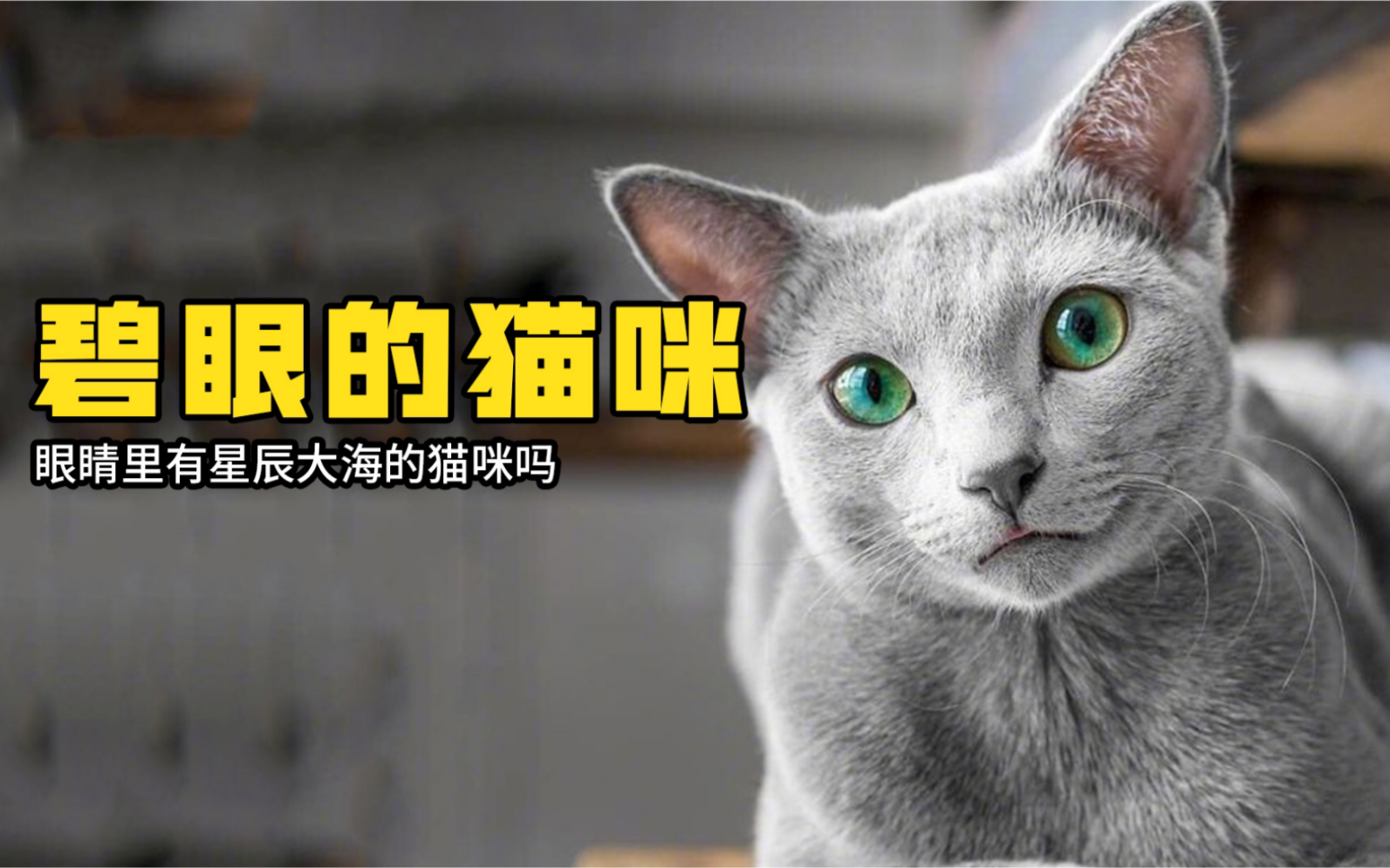 拥有星辰大海般眼睛的小猫咪 你见过吗?哔哩哔哩bilibili