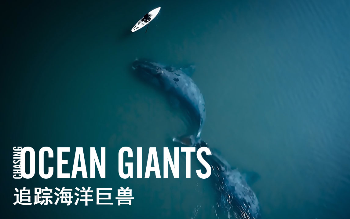 追踪海洋巨兽第5集俄罗斯的弓头鲸
