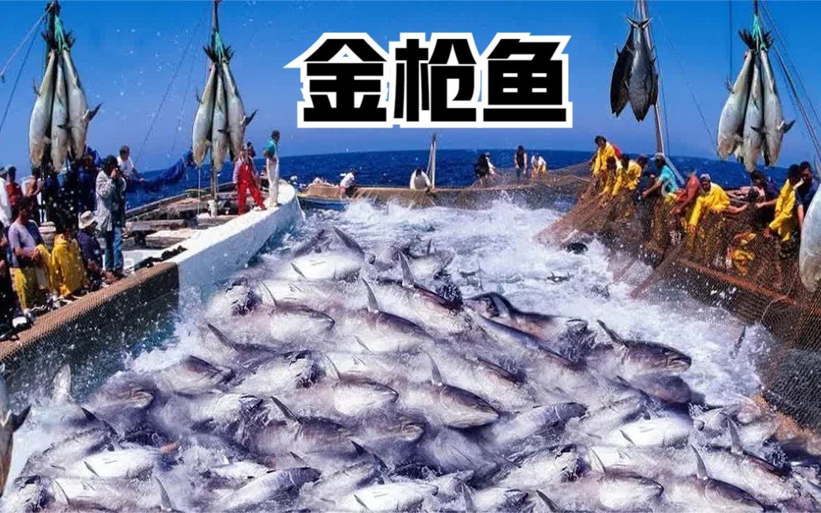 大型远洋深海捕鱼船,捕捞金枪鱼几十万条,直接进冷库做成生鱼片