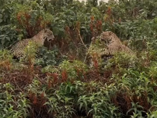 两头亚成年雄性美洲虎组成的联盟(里约和马纳思),遇到了一对美洲虎夫妇,联盟赶走了雄性蒂卡尔,并强行试图强上雌性巴拉马,一分钟后巴拉马表示服...