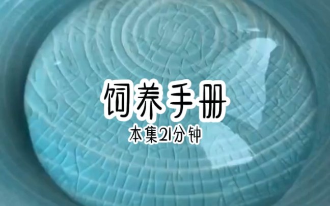 饲养手册哔哩哔哩bilibili