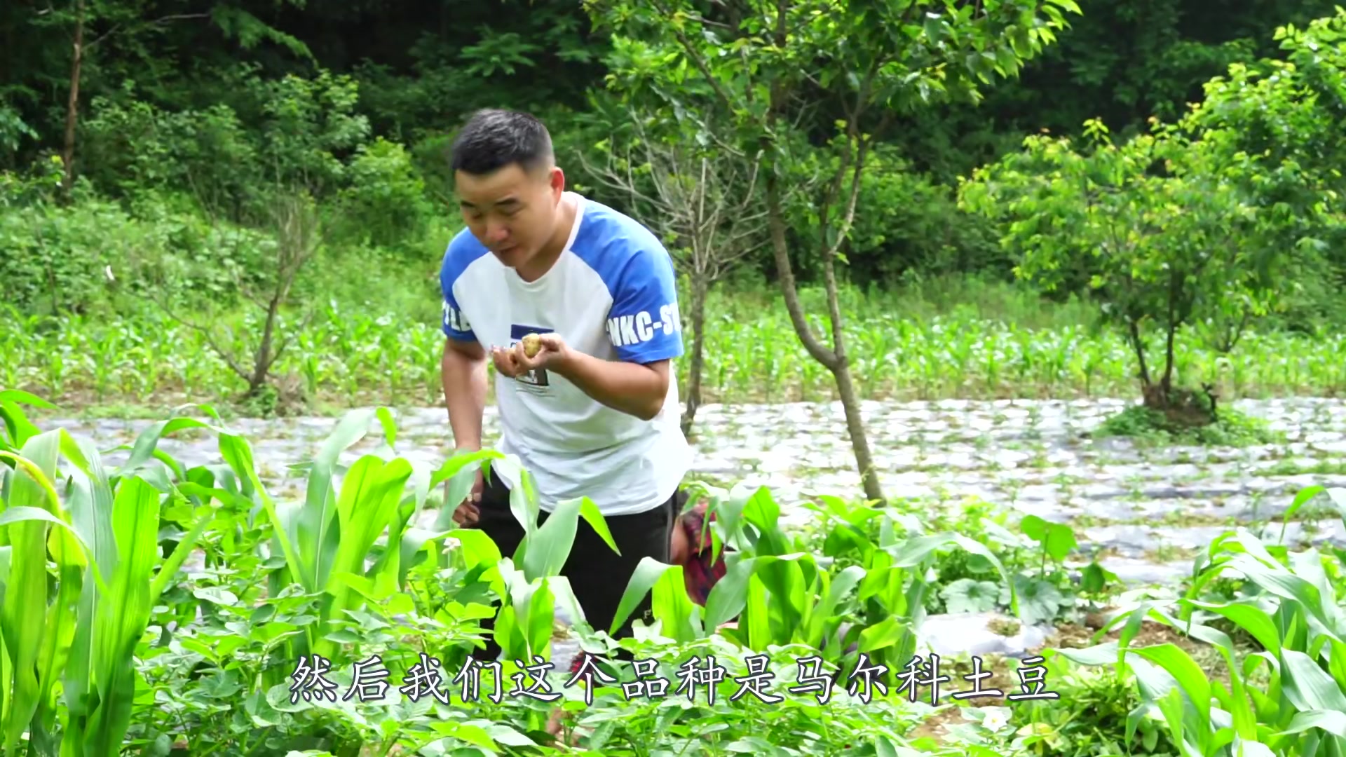 湖北恩施炕洋芋:大街小巷的明星小吃,你有多久没吃了?哔哩哔哩bilibili