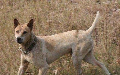 湖北箭毛猎犬图片