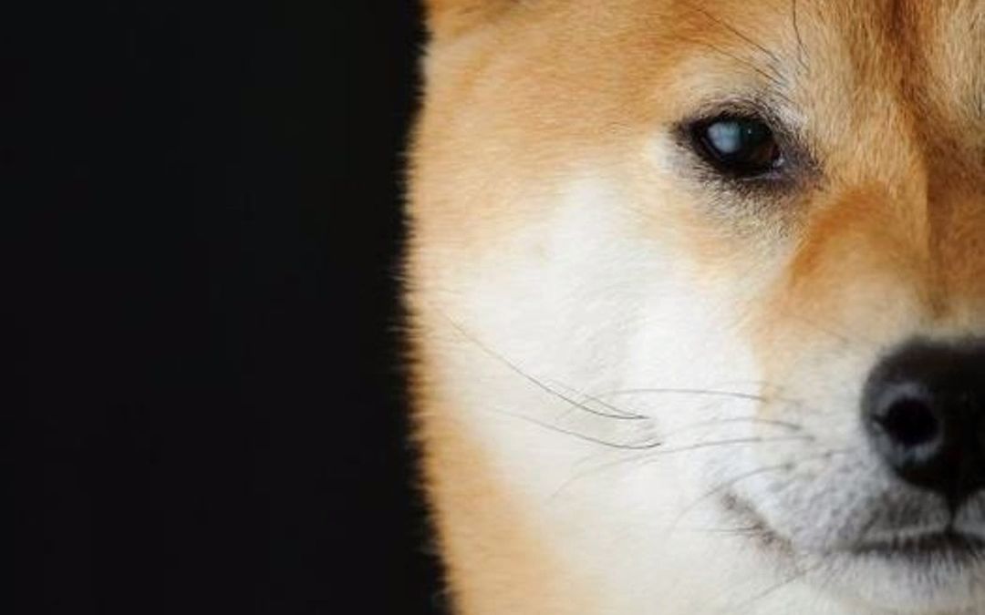 t,适合循环播放_哔哩哔哩 (゜-゜)つロ 干杯~-bilibili