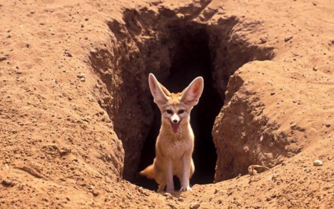 【科普】耳廓狐(fennec fox)_哔哩哔哩_bilibili