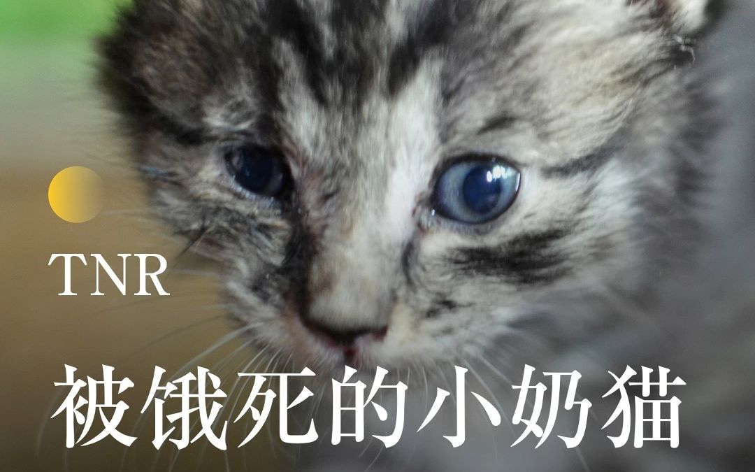 被饿死的小奶猫你知道有多少?