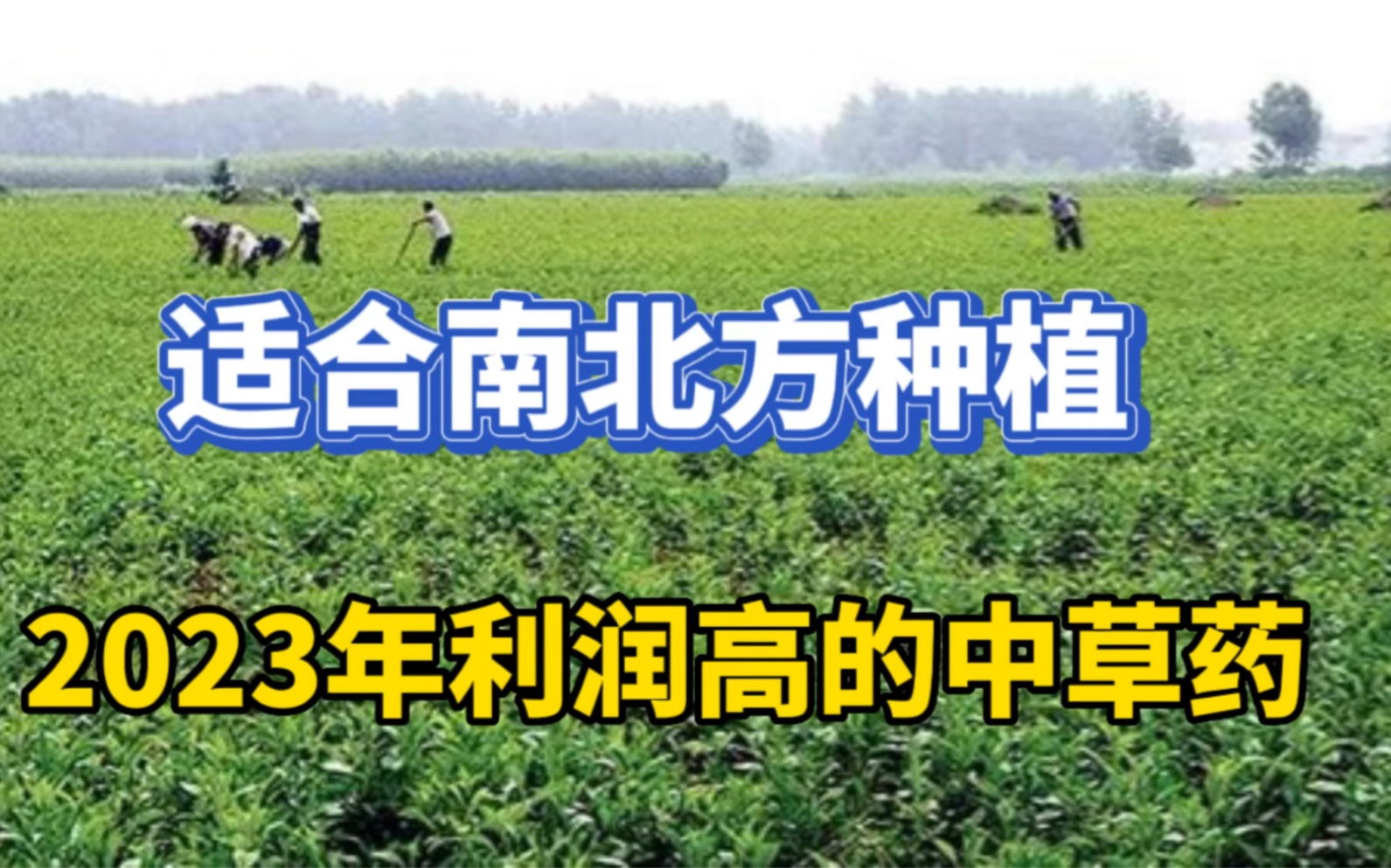 高利润的药材来了,一公斤40元,亩产3000斤,50亩利润50万,收藏哔哩哔哩bilibili