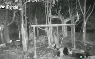 大熊猫宝宝喜豆 搜索结果 哔哩哔哩 Bilibili