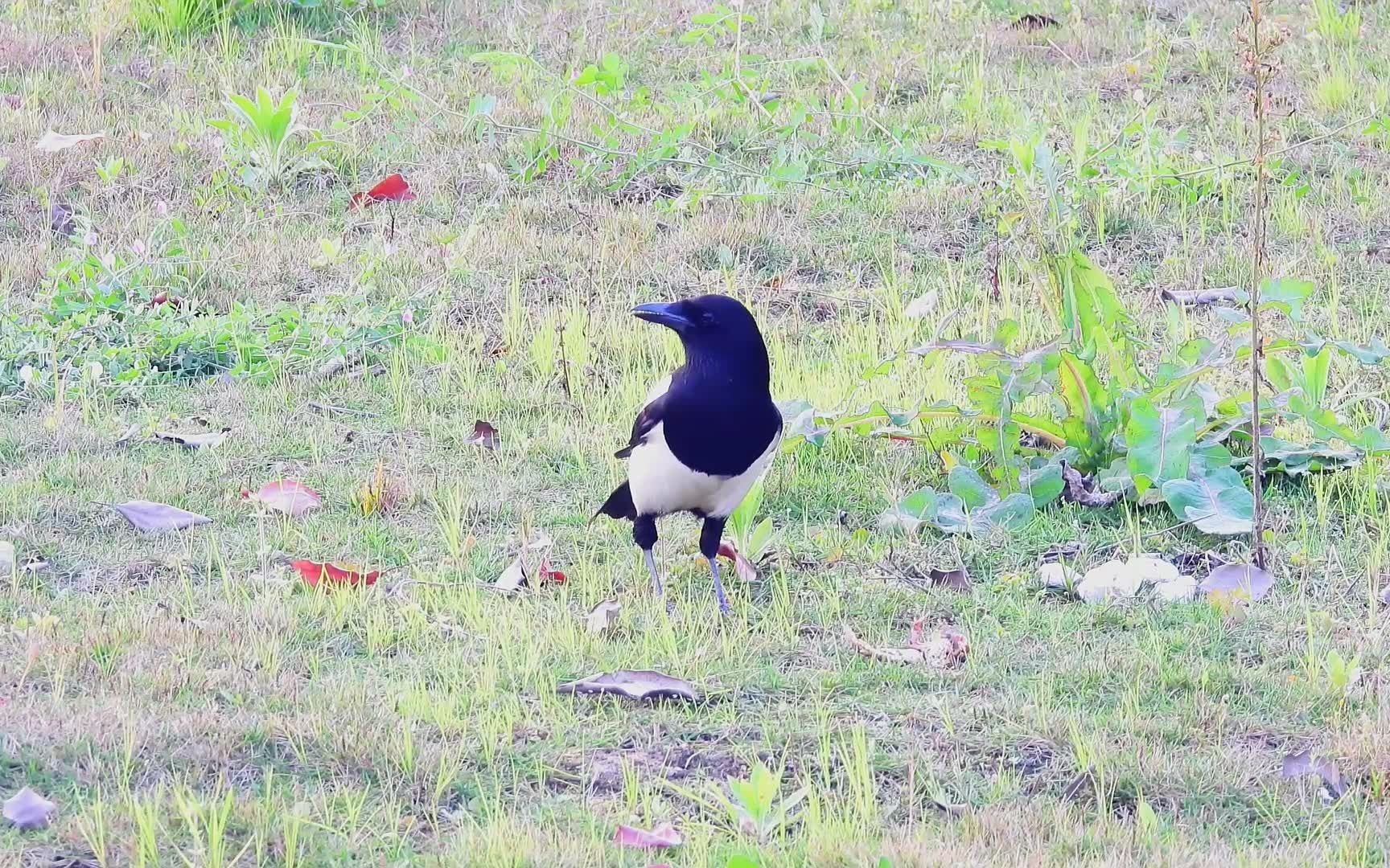 追拍草地上的喜鹊大自然的鸟叫声很好听