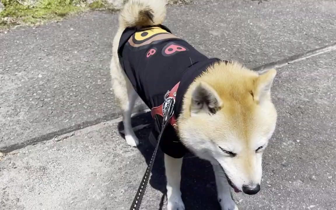 犬も入れる鉱山が想像を遥かに超える楽しさだった!