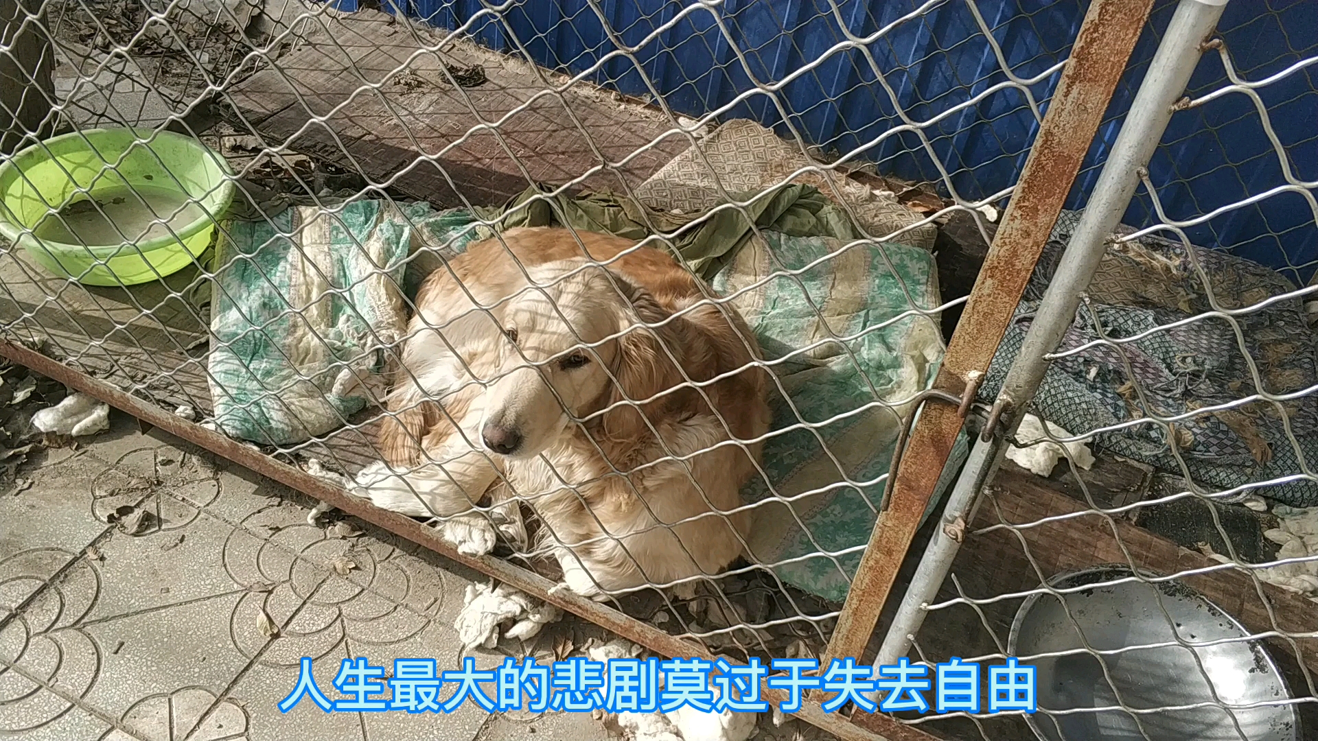 人生最大的悲剧莫过于失去自由,狗生也一样