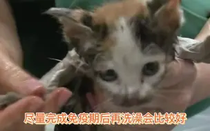 Download Video: 捡来的猫如何清理干净？