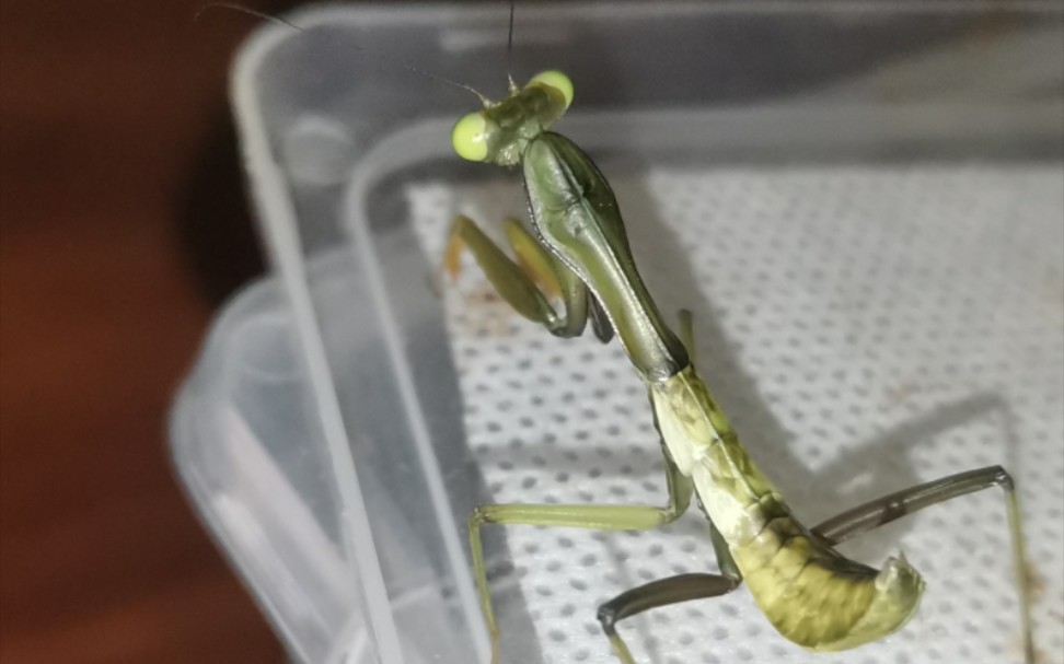 暗黑系澳宽螳螂