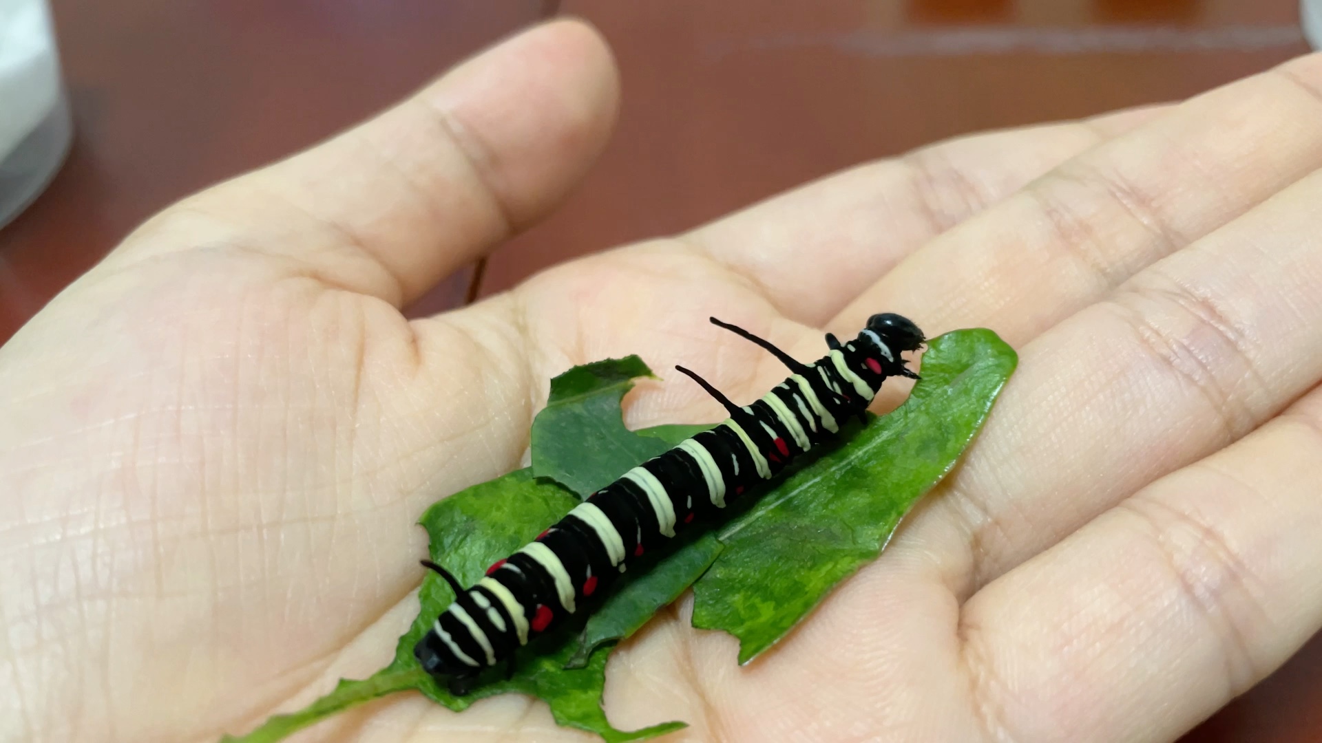 大帛斑蝶幼虫吃吃吃日常之放上手想拍照突然开吃