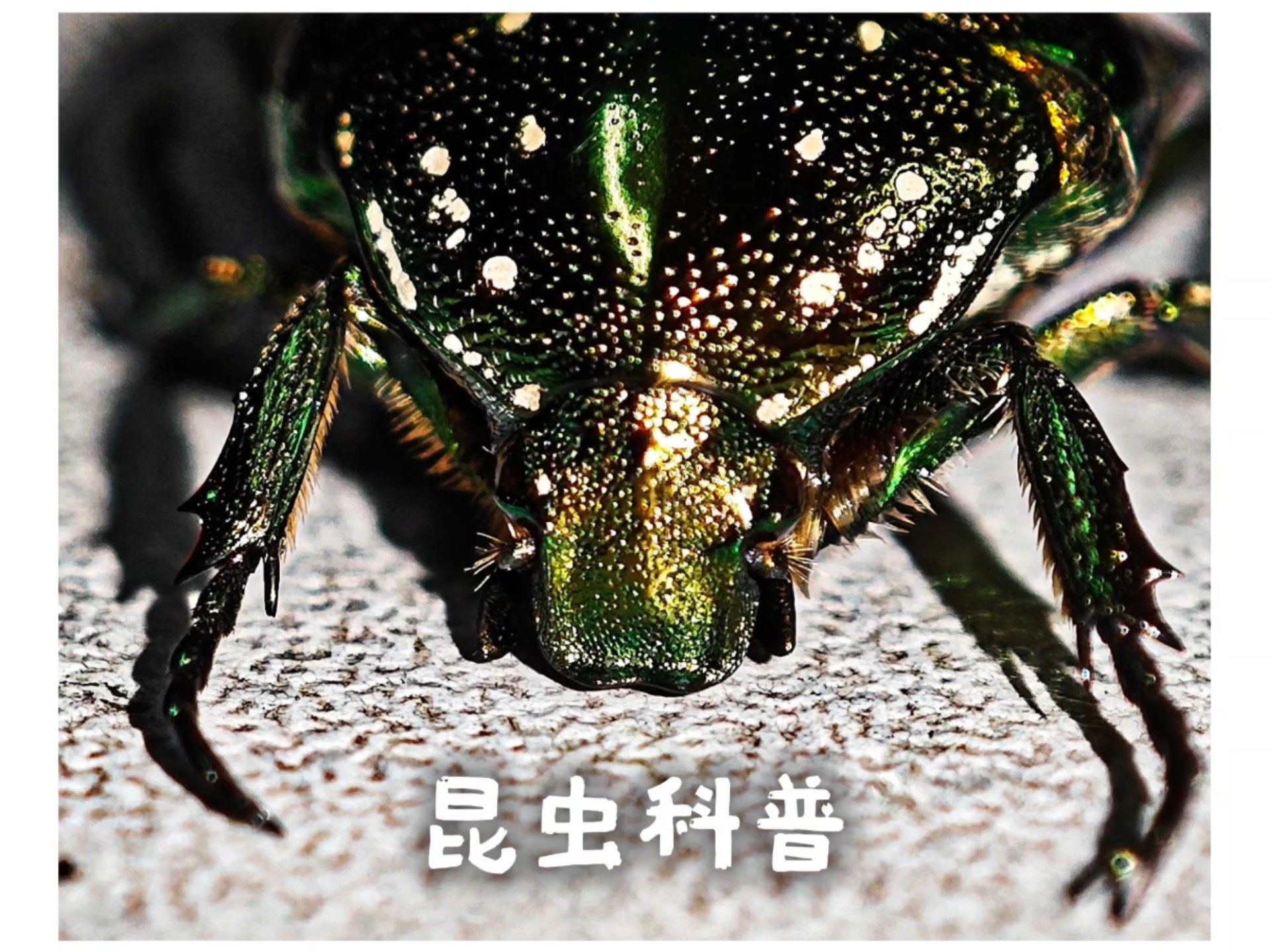 小时候的玩伴金龟子