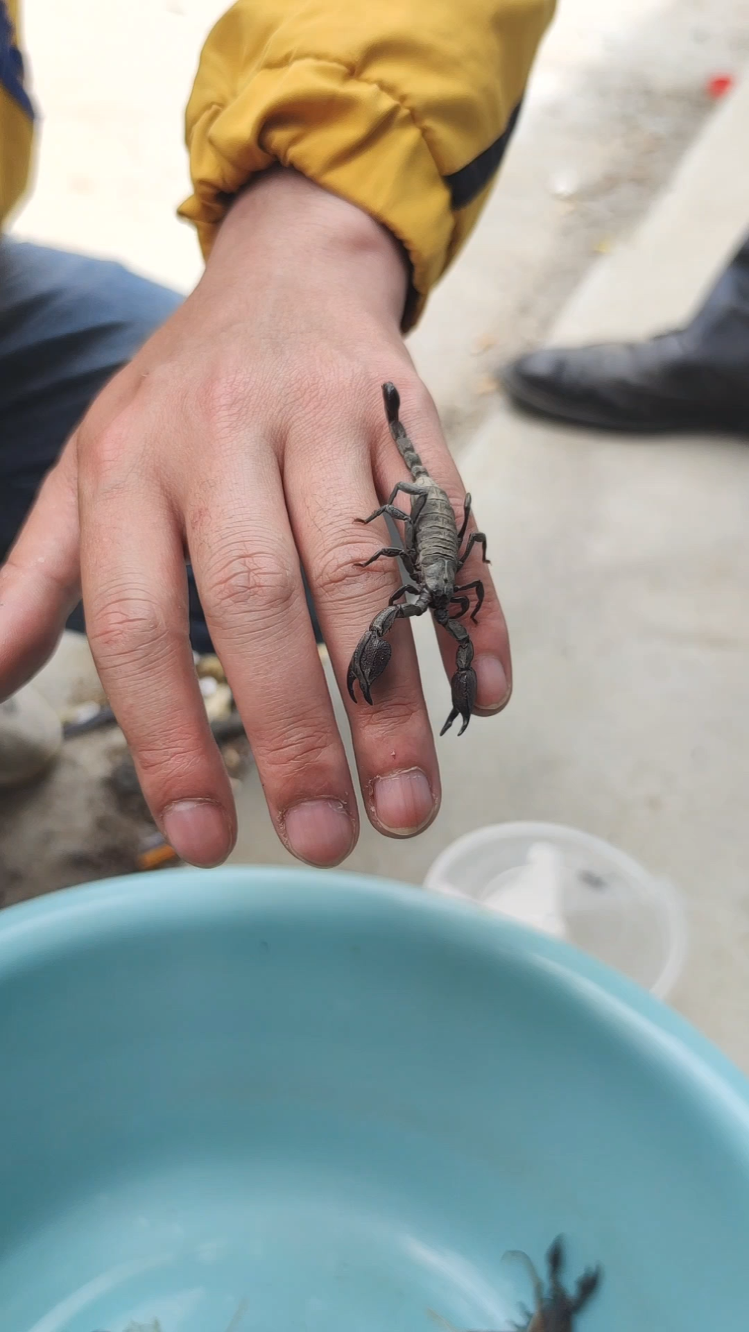 藏蝎野采记录(2)