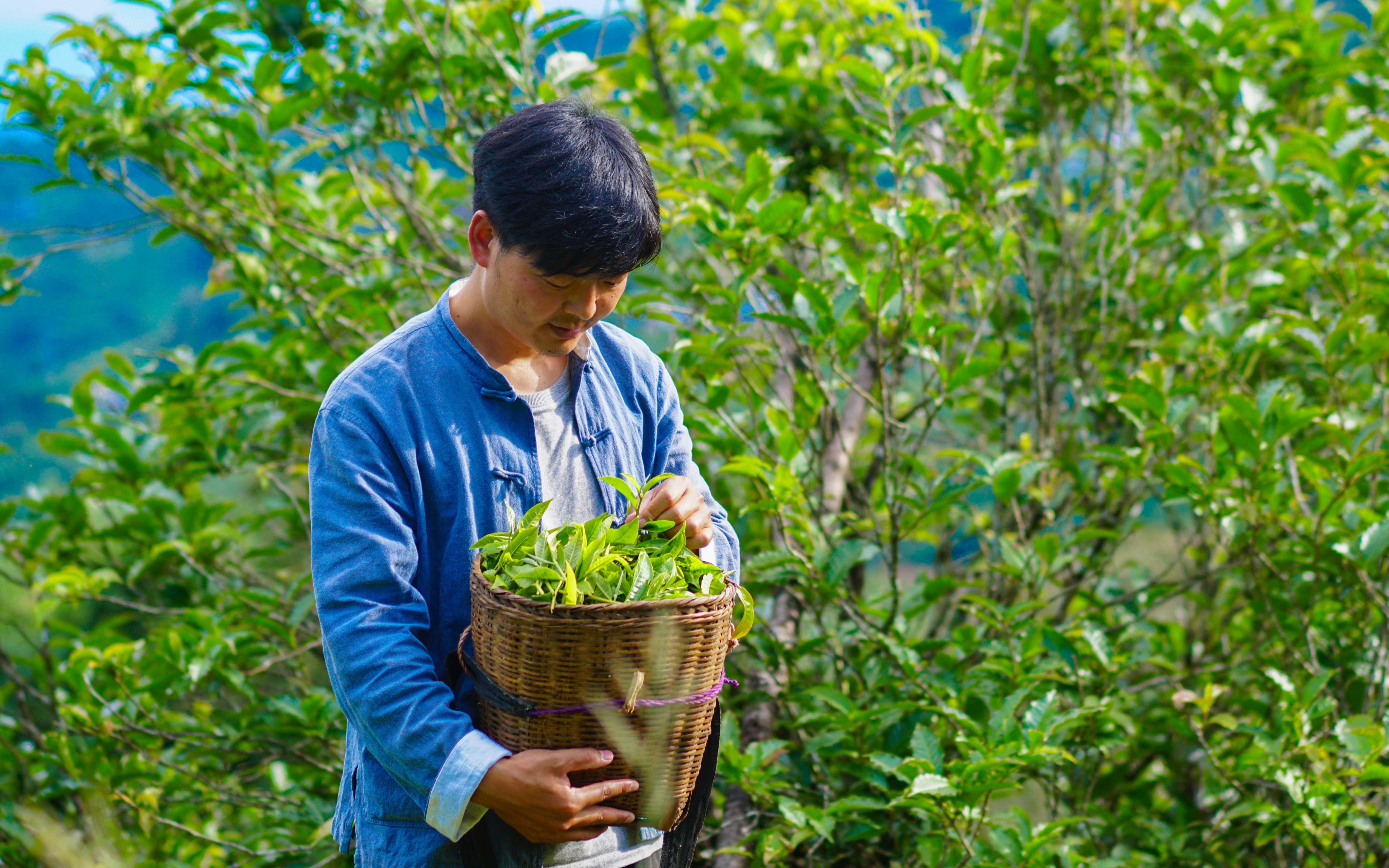 [图]一个人采茶，一个人制茶，一个人喝茶