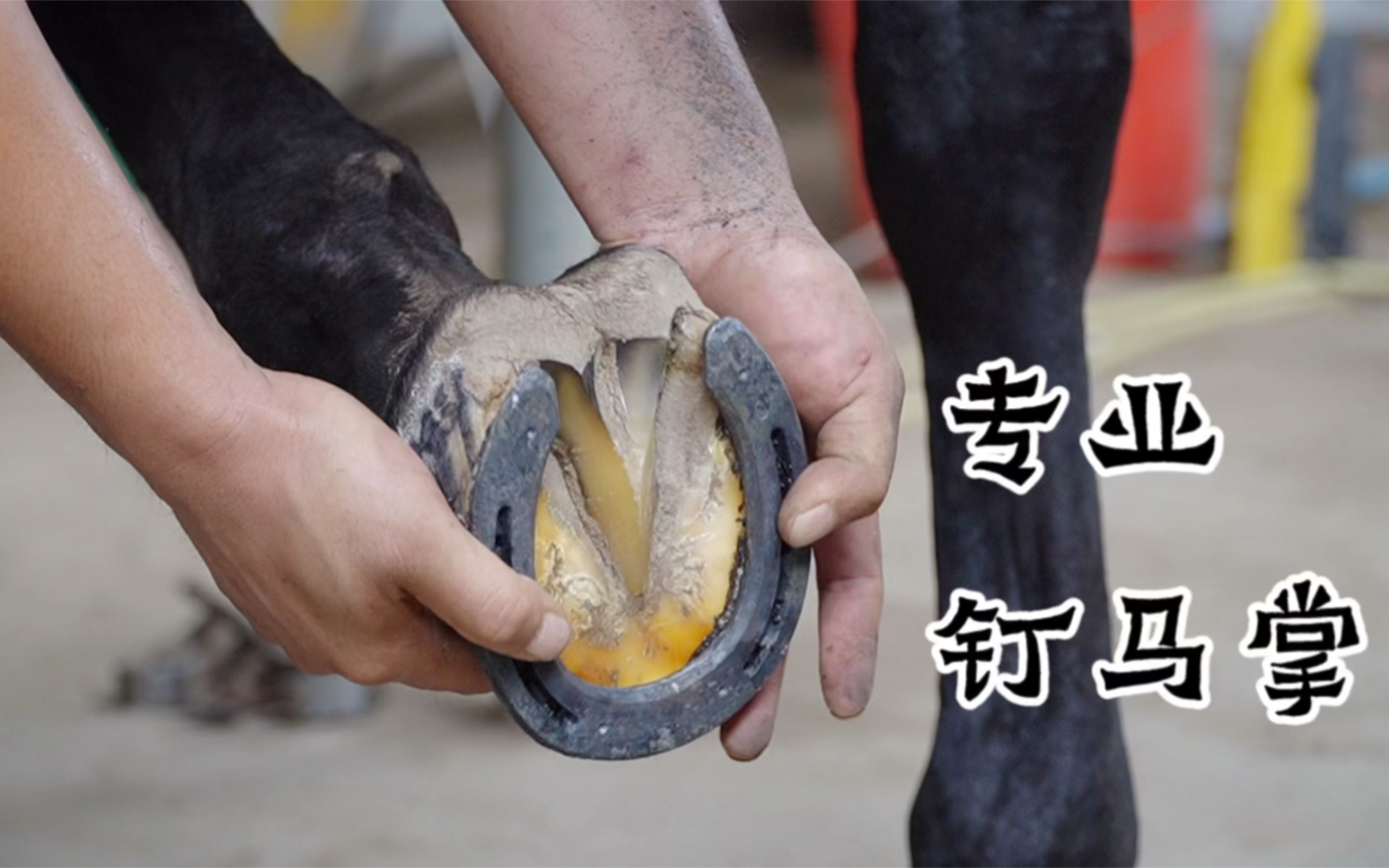 马匹专业"美甲"师来给温血马钉马掌,这手法真利索,看着舒服_哔哩哔哩