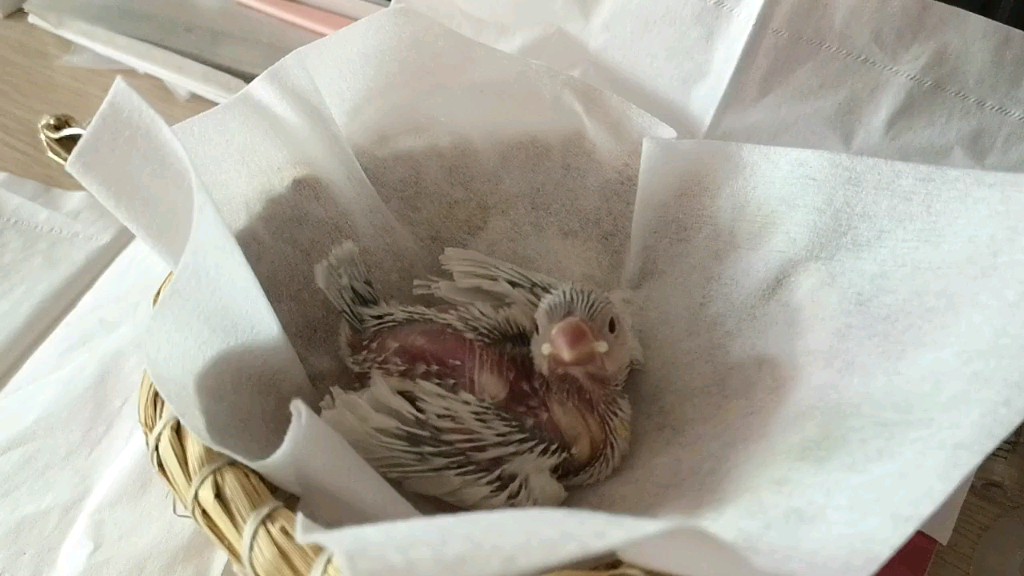 新到家的红眼银文陪我在家上班～#文鸟_哔哩哔哩_bilibili