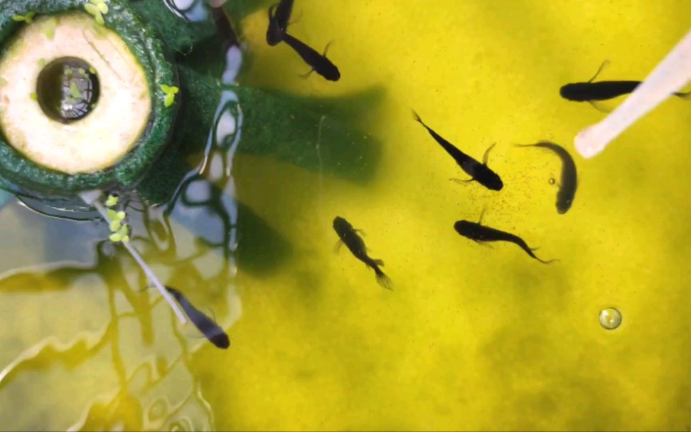 【观背青鳉】秋高气爽 喂鱼日常 丰年虾 长鳍大蛇