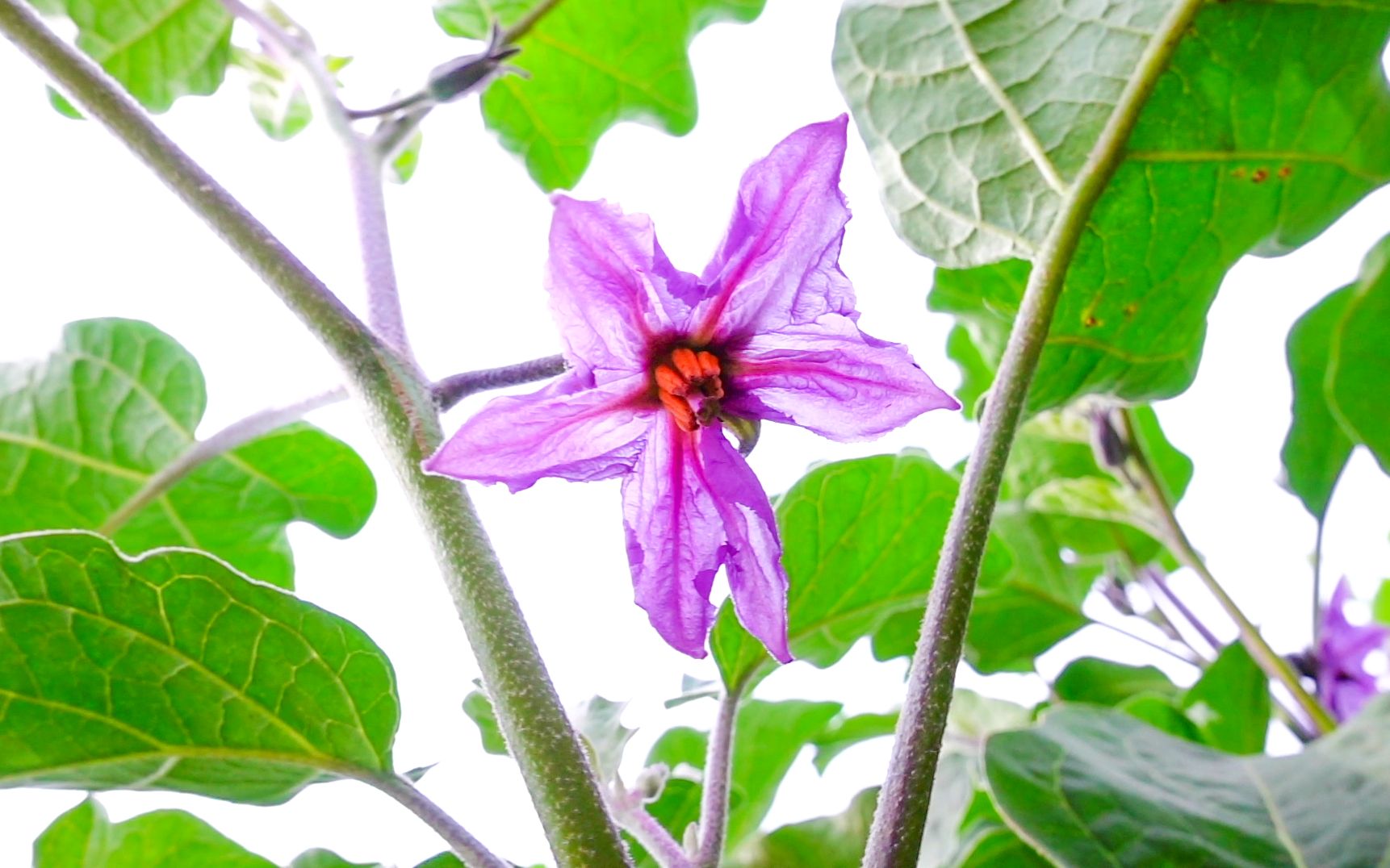 [图]回农村种花还是种菜？看着这些蔬果开出来的花，同样觉得很美！