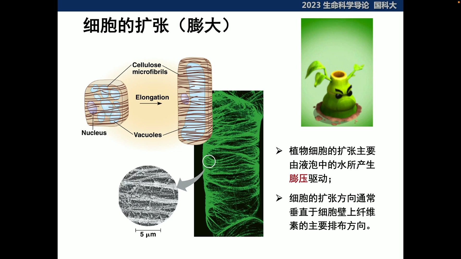 10.1【国科大本科课程】生命科学导论PPT视频哔哩哔哩bilibili