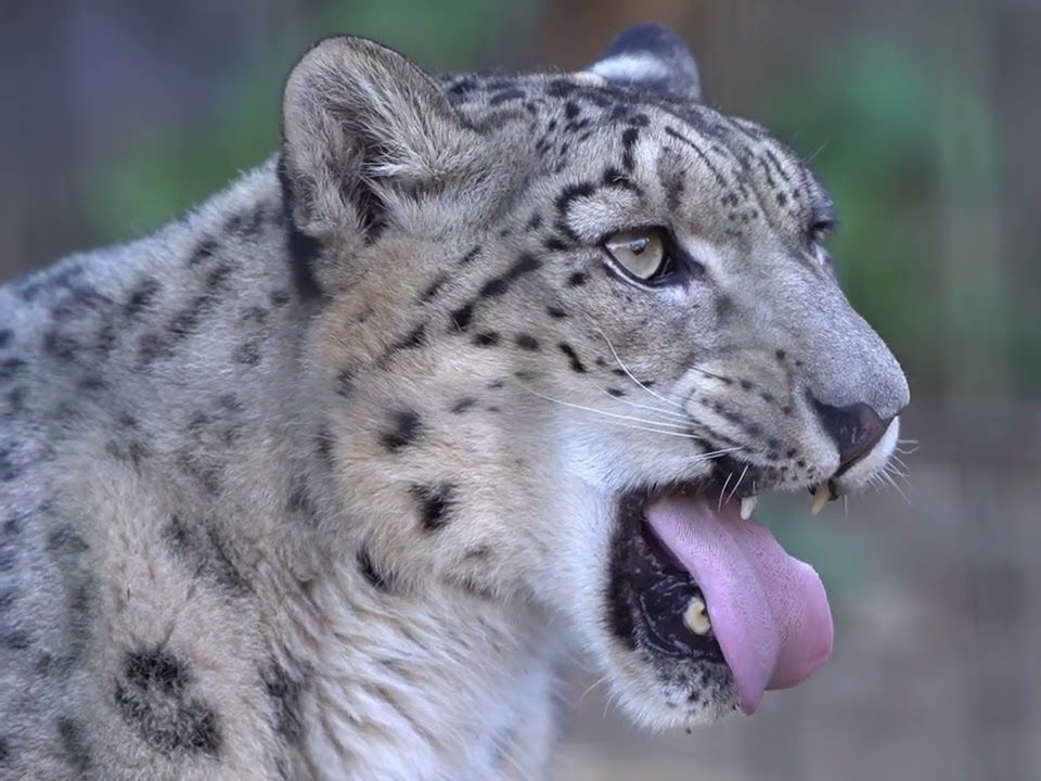 多摩动物园 慵懒的雪豹 pt.51