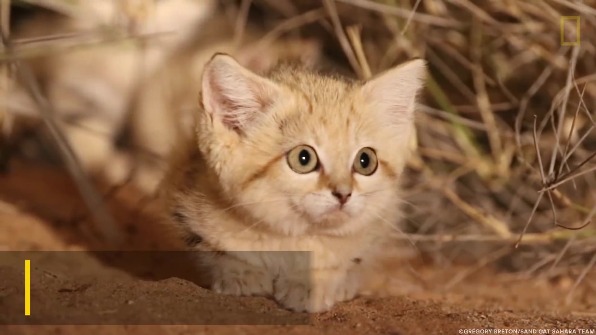 终于第一次在野外拍摄到可爱的沙猫