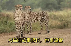 Download Video: 相依为命的猎豹三兄弟一起去打猎