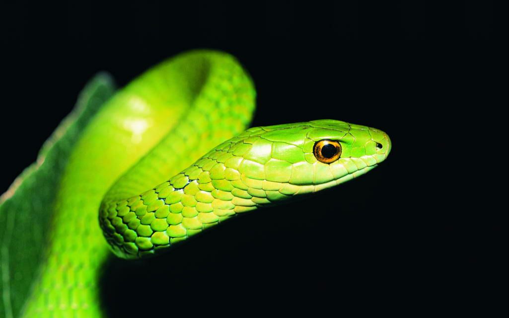 夜沉】渡劫一般的军训 用或其他应用扫描二维码 点赞 古有神农尝百草