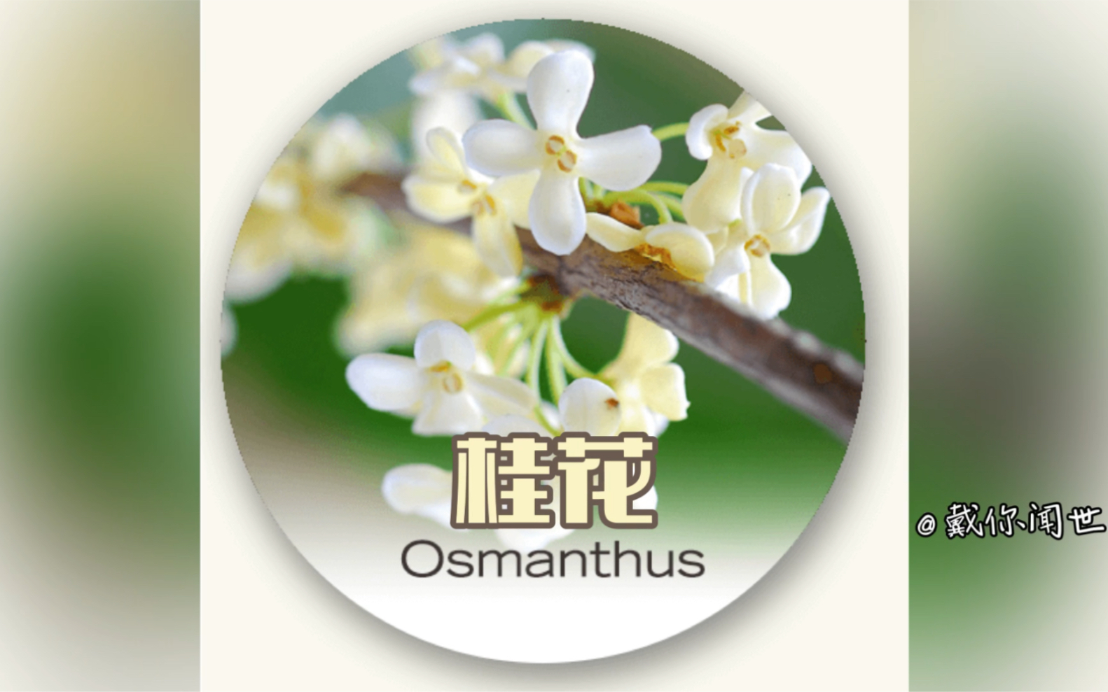 学习香水原料:桂花(Osmanthus)哔哩哔哩bilibili