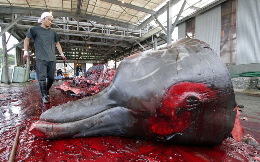 日本为什么靠海吃饭却又要破坏海洋环境?日本非法捕鲸